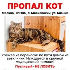 Подробнее об объявлении «Московский Пропал кот в поселении» Фото: пропала кошка  «Московский Пропал кот в поселении» в г. Московский