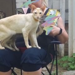 Подробнее об объявлении «Щелково Пропал кот» Фото: пропала кошка  «Щелково Пропал кот» в г. Щелково