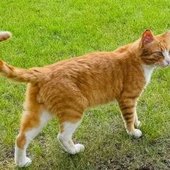 Подробнее об объявлении «Пропал кот. вознаграждение Троицк» Фото: пропала кошка  «Пропал кот. вознаграждение Троицк» в г. Троицк