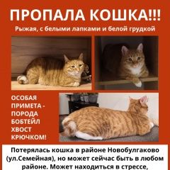 Подробнее об объявлении «Пропала кошка Уфа» Фото: пропала кошка Бобтейл «Пропала кошка Уфа» в г. Уфа