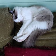 Подробнее об объявлении «Климовск Пропала кошка» Фото: пропала кошка  «Климовск Пропала кошка» в г. Климовск