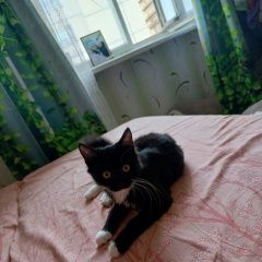 Подробнее об объявлении «Пропала кошка Брест Брестская обл.» Фото: пропала кошка  «Пропала кошка Брест Брестская обл.» в г. Брест Брестская обл.