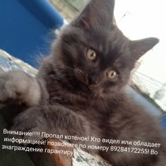 Подробнее об объявлении «Кропоткин Пропал кот» Фото: пропала кошка  «Кропоткин Пропал кот» в г. Кропоткин