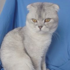 Подробнее об объявлении «Пропал кот Уфа» Фото: пропала кошка Британская короткошерстная кошка «Пропал кот Уфа» в г. Уфа