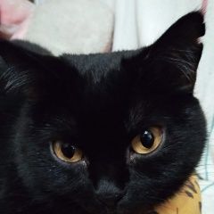 Подробнее об объявлении «Пропала кошка Омск» Фото: пропала кошка  «Пропала кошка Омск» в г. Омск