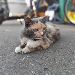 Подробнее об объявлении «Пропала кошка кличка муся Ульяновск» Фото: пропала кошка  «Пропала кошка кличка муся Ульяновск» в г. Ульяновск