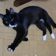 Подробнее об объявлении «Пропал кот Ярославль» Фото: пропала кошка  «Пропал кот Ярославль» в г. Ярославль