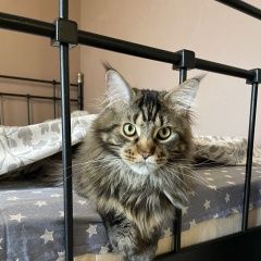 Подробнее об объявлении «Пропал кот Санкт-Петербург» Фото: пропала кошка Мейн-кун «Пропал кот Санкт-Петербург» в г. Санкт-Петербург