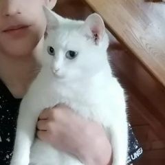 Подробнее об объявлении «Пропала кошка Тверь» Фото: пропала кошка  «Пропала кошка Тверь» в г. Тверь