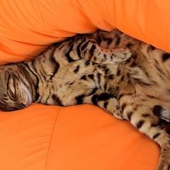 Подробнее об объявлении «Пропал кот Казань» Фото: пропала кошка Бенгальская кошка «Пропал кот Казань» в г. Казань
