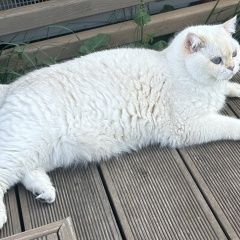 Подробнее об объявлении «Пропал кот Москва» Фото: пропала кошка Британская короткошерстная кошка «Пропал кот Москва» в г. Москва