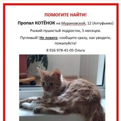 Подробнее об объявлении «Пропал кот подросток рыже-белый Москва» Фото: пропала кошка  «Пропал кот подросток рыже-белый Москва» в г. Москва