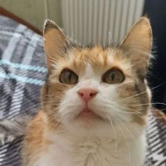 Подробнее об объявлении «Пропала кошка Самара» Фото: пропала кошка  «Пропала кошка Самара» в г. Самара