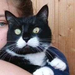 Подробнее об объявлении «Пропала кошка окрас черный с белым, девочка Калуга» Фото: пропала кошка  «Пропала кошка окрас черный с белым, девочка Калуга» в г. Калуга