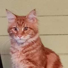 Подробнее об объявлении «Пропал кот персик Кубинка» Фото: пропала кошка Мейн-кун «Пропал кот персик Кубинка» в г. Кубинка