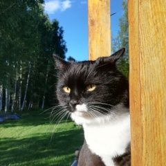 Подробнее об объявлении «Пропал кот Королев» Фото: пропала кошка  «Пропал кот Королев» в г. Королев