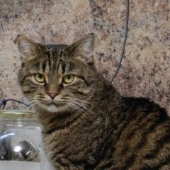 Подробнее об объявлении «Пропал кот зовут каспер Владимир» Фото: пропала кошка  «Пропал кот зовут каспер Владимир» в г. Владимир