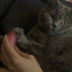 Подробнее об объявлении «Пропала кошка ому полагается вознаграждение Донецк (ДНР)» Фото: пропала кошка Британская короткошерстная кошка «Пропала кошка ому полагается вознаграждение...» в г. Донецк (ДНР)
