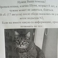 Подробнее об объявлении «Пропала кошка Домодедово» Фото: пропала кошка  «Пропала кошка Домодедово» в г. Домодедово