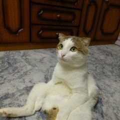 Подробнее об объявлении «Пропал кот Новочебоксарск» Фото: пропала кошка  «Пропал кот Новочебоксарск» в г. Новочебоксарск