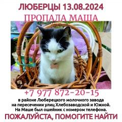 Подробнее об объявлении «Пропала кошка белая с чёрными пятнами Люберцы» Фото: пропала кошка  «Пропала кошка белая с чёрными пятнами Люберцы» в г. Люберцы