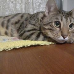Подробнее об объявлении «Пропал кот Самара» Фото: пропала кошка Бенгальская кошка «Пропал кот Самара» в г. Самара