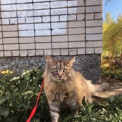 Подробнее об объявлении «Петрозаводск Пропал кот зовут леха» Фото: пропала кошка  «Петрозаводск Пропал кот зовут леха» в г. Петрозаводск
