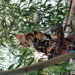 ����: ������� ����� ����������� ����� ���������� ������� ����� �. ������� �����....� � �. ���������