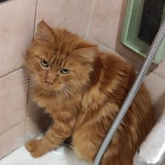 Подробнее об объявлении «Пропал кот Москва» Фото: пропала кошка  «Пропал кот Москва» в г. Москва