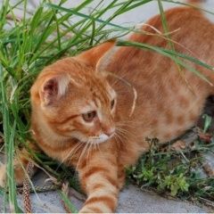 Подробнее об объявлении «Пропал котик Зарайск» Фото: пропала кошка  «Пропал котик Зарайск» в г. Зарайск