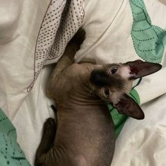 Подробнее об объявлении «Пропал кот Краснодар» Фото: пропала кошка Сфинкс «Пропал кот Краснодар» в г. Краснодар