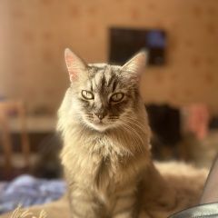 Подробнее об объявлении «Петрозаводск Пропал кот» Фото: пропала кошка  «Петрозаводск Пропал кот» в г. Петрозаводск