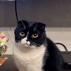 Подробнее об объявлении «Пропала кошка поселок западный Новокузнецк» Фото: пропала кошка  «Пропала кошка поселок западный Новокузнецк» в г. Новокузнецк