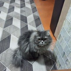 Подробнее об объявлении «Пропал кот Новосибирск» Фото: пропала кошка Персидская кошка «Пропал кот Новосибирск» в г. Новосибирск