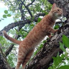 Подробнее об объявлении «Пропал кот рыжий котик Приозерск» Фото: пропала кошка  «Пропал кот рыжий котик Приозерск» в г. Приозерск