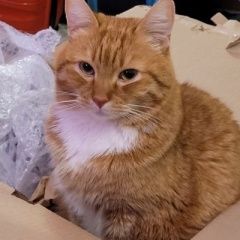 Подробнее об объявлении «Пропал кот Санкт-Петербург» Фото: пропала кошка  «Пропал кот Санкт-Петербург» в г. Санкт-Петербург