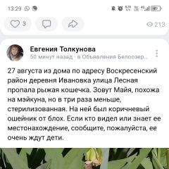 Подробнее об объявлении «Пропала кошка рыжая маленькая кошечка Воскресенск» Фото: пропала кошка  «Пропала кошка рыжая маленькая кошечка Воскресенск» в г. Воскресенск