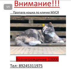 Подробнее об объявлении «Пропала кошка помогите вернуть домой Ульяновск» Фото: пропала кошка  «Пропала кошка помогите вернуть домой Ульяновск» в г. Ульяновск