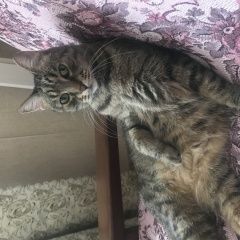 Подробнее об объявлении «Пропала кошка кот Тихвин» Фото: пропала кошка  «Пропала кошка кот Тихвин» в г. Тихвин