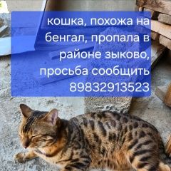 Подробнее об объявлении «Пропала кошка потерялась кошка Красноярск» Фото: пропала кошка Бенгальская кошка «Пропала кошка потерялась кошка Красноярск» в г. Красноярск
