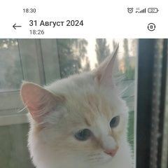 Подробнее об объявлении «Пропал кот молодой кот Луховицы» Фото: пропала кошка  «Пропал кот молодой кот Луховицы» в г. Луховицы