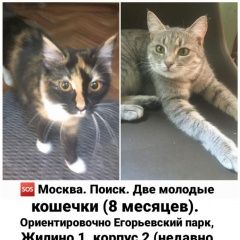 Подробнее об объявлении «Пропала кошка 2 кошки Люберцы» Фото: пропала кошка  «Пропала кошка 2 кошки Люберцы» в г. Люберцы