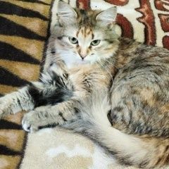 Подробнее об объявлении «Пропала кошка Москва» Фото: пропала кошка  «Пропала кошка Москва» в г. Москва