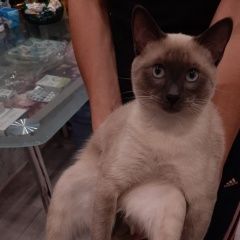 Подробнее об объявлении «Пропал кот сиамский кот Нижний Новгород» Фото: пропала кошка Сиамская кошка «Пропал кот сиамский кот Нижний Новгород» в г. Нижний Новгород