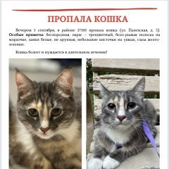 Подробнее об объявлении «Пропала кошка Москва» Фото: пропала кошка  «Пропала кошка Москва» в г. Москва
