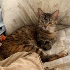 Подробнее об объявлении «Пропала кошка Москва» Фото: пропала кошка  «Пропала кошка Москва» в г. Москва