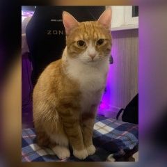 Подробнее об объявлении «Пропал кот Москва» Фото: пропала кошка  «Пропал кот Москва» в г. Москва