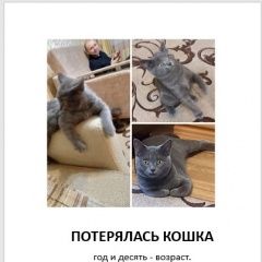 Подробнее об объявлении «Пропала кошка Барнаул» Фото: пропала кошка  «Пропала кошка Барнаул» в г. Барнаул