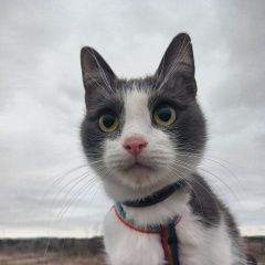 Подробнее об объявлении «Пропал кот Сергиев Посад» Фото: пропала кошка  «Пропал кот Сергиев Посад» в г. Сергиев Посад