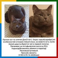 Подробнее об объявлении «Пропал кот дэн(5 лет) Москва» Фото: пропала кошка  «Пропал кот дэн(5 лет) Москва» в г. Москва